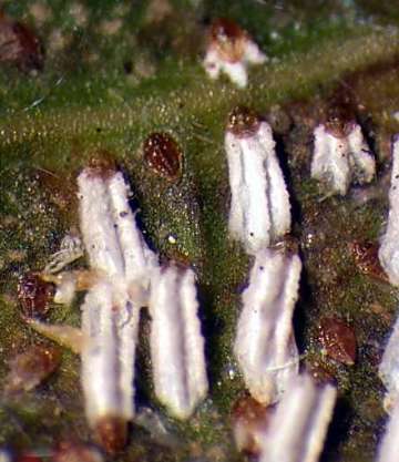 Scale insect 